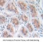 Galectin 4 Antibody