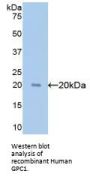 Glypican 1 (GPC1) Antibody