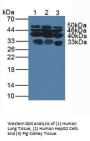 Glypican 1 (GPC1) Antibody