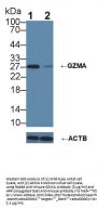 Granzyme A (GZMA) Antibody
