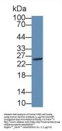Granzyme M Antibody