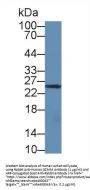 Granzyme M Antibody