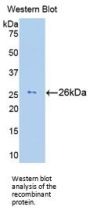 Granzyme M Antibody