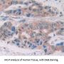 Granzyme M Antibody