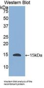 Histatin 1 (HTN1) Antibody