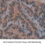 Histatin 1 (HTN1) Antibody