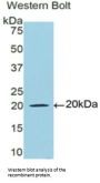 Lactoferrin (LTF) Antibody