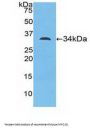 Myosin ID (MYO1D) Antibody