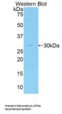 Myosin IG (MYO1G) Antibody