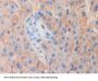 Myosin IG (MYO1G) Antibody