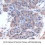 Nesfatin 1 Antibody
