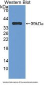 Nesfatin 1 Antibody