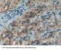 Nesfatin 1 Antibody