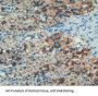 Nesfatin 1 Antibody
