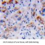 Nicastrin (NCSTN) Antibody