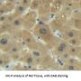 Sirtuin 4 (SIRT4) Antibody