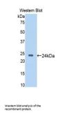 Sirtuin 6 (SIRT6) Antibody