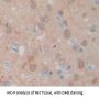 Sirtuin 6 (SIRT6) Antibody