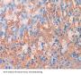 Syndecan 4 (SDC4) Antibody