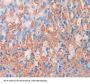 Syndecan 4 (SDC4) Antibody