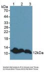 Thioredoxin Antibody