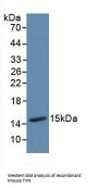 Thioredoxin Antibody