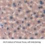 Thioredoxin Antibody