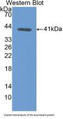 Transferrin Antibody