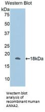 Annexin A2 Antibody