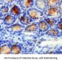 Annexin A2 Antibody