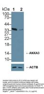 Annexin A3 (ANXA3) Antibody