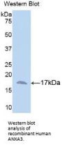 Annexin A3 (ANXA3) Antibody