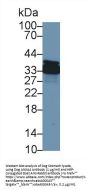 Annexin A4 (ANXA4) Antibody