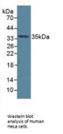 Annexin A5 (ANXA5) Antibody