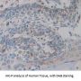 Annexin A5 (ANXA5) Antibody