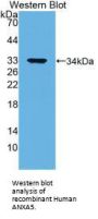 Annexin A5 (ANXA5) Antibody