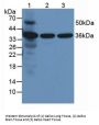 Annexin A5 (ANXA5) Antibody