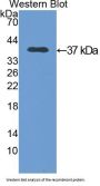 Annexin A5 (ANXA5) Antibody