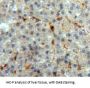 Annexin A5 (ANXA5) Antibody