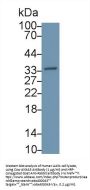 Annexin A5 (ANXA5) Antibody