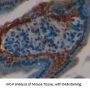 Gap Junction Beta-3 Protein / CX31 (GJB3) Antibody