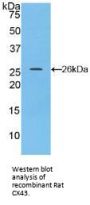 Gap Junction Alpha-1 Protein / CX43 (GJA1) Antibody