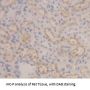 Gap Junction Alpha-1 Protein / CX43 (GJA1) Antibody