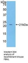 Fibrillin 1 Antibody
