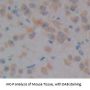 Fibrillin 1 Antibody