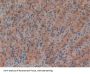 Fibrillin 1 (FBN1) Antibody