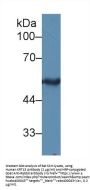 Keratin 15 (KRT15) Antibody