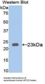Keratin 23 (KRT23) Antibody