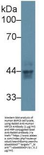 Keratin 23 (KRT23) Antibody