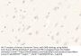 Keratin 23 (KRT23) Antibody